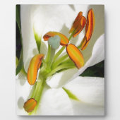 White Lily Fotoplaat (Voorkant)