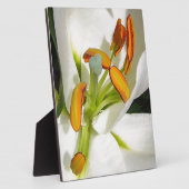 White Lily Fotoplaat (Zijkant)