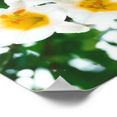 White Lily - Lilium candidum Poster (Hoek)