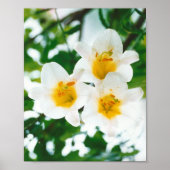 White Lily - Lilium candidum Poster (Voorkant)