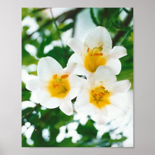 White Lily - Lilium candidum Poster (Voorkant)