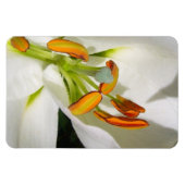 White Lily Magnet Magneet (Horizontaal)