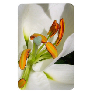 White Lily Magnet Magneet