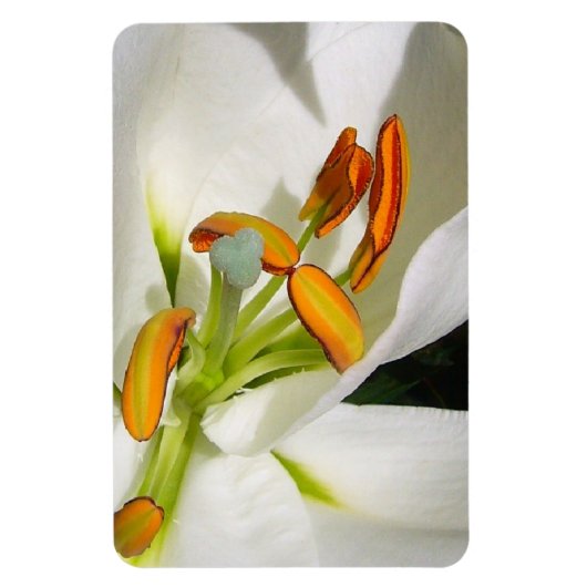 White Lily Magnet Magneet (Verticaal)