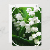 White Lily of the Valley Briefkaart (Voorkant / Achterkant)