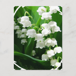 White Lily of the Valley Briefkaart