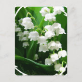 White Lily of the Valley Briefkaart (Voorkant)