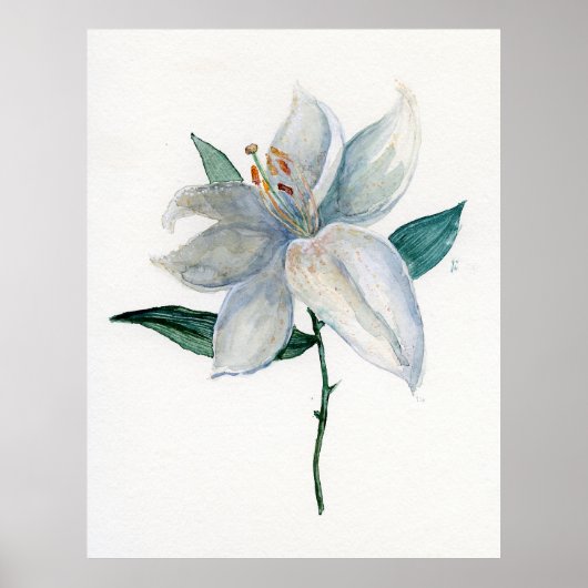 White Lily Poster (Voorkant)