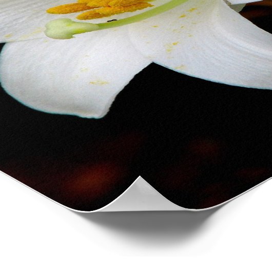 White Lily Poster (Hoek)