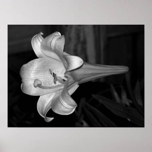 White Lily Poster (Voorkant)