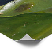 White Lily Poster (Hoek)