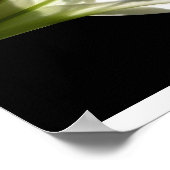 White Lily Poster 2 (Hoek)