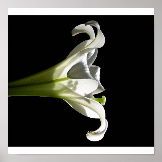 White Lily Poster 2 (Voorkant)