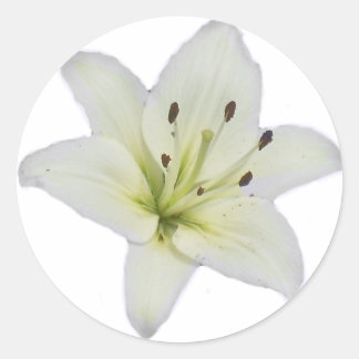 White Lily Ronde Sticker