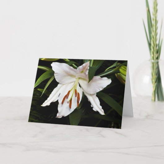 White Lily Sympathy Card Kaart (Voorkant)