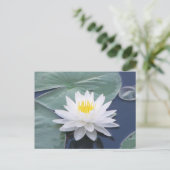 White Lilypad Briefkaart (Staand voorkant)
