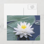 White Lilypad Briefkaart (Voorkant / Achterkant)