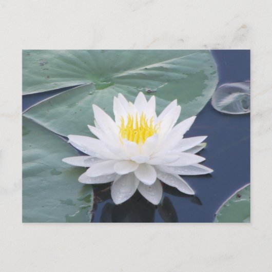 White Lilypad Briefkaart (Voorkant)