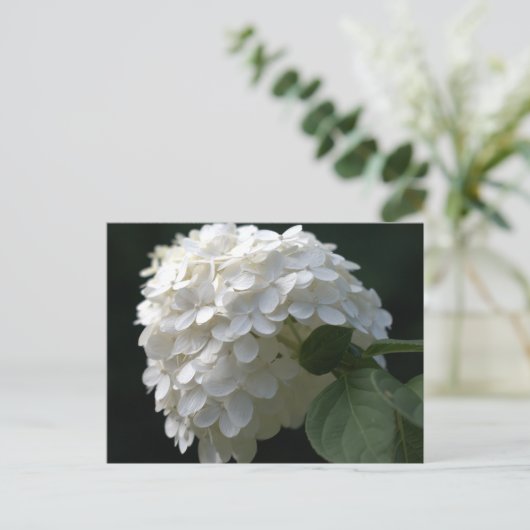 White Limoen Hydrangea Briefkaart (Staand voorkant)