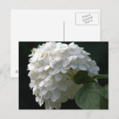 White Limoen Hydrangea Briefkaart (Voorkant / Achterkant)
