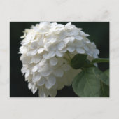 White Limoen Hydrangea Briefkaart (Voorkant)