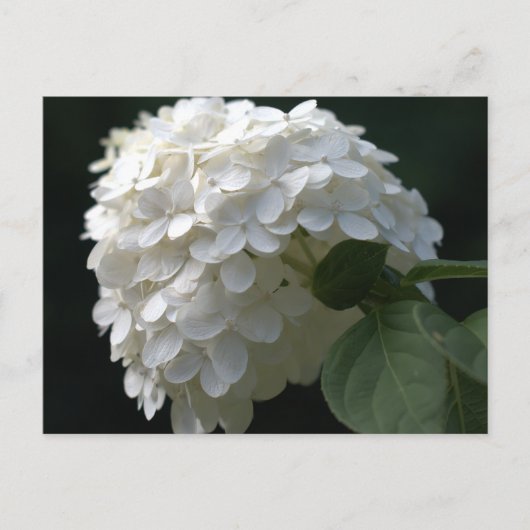 White Limoen Hydrangea Briefkaart (Voorkant)