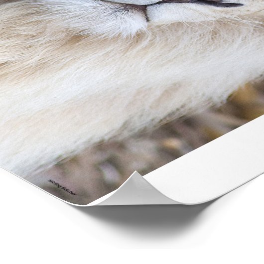 White Lion Poster (Hoek)