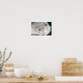 White Lion Poster (Keuken)