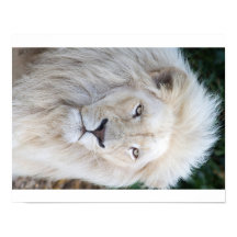 White Lion