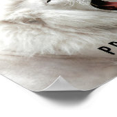 white lion Pride Poster (Hoek)