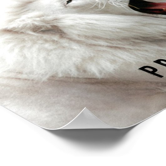 white lion Pride Poster (Hoek)