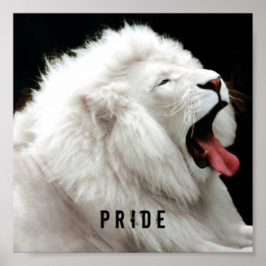 white lion Pride Poster (Voorkant)