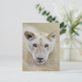 White Lion Spirit Warrior Africa Briefkaart (Staand voorkant)