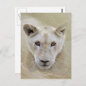 White Lion Spirit Warrior Africa Briefkaart (Voorkant / Achterkant)