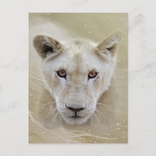 White Lion Spirit Warrior Africa Briefkaart (Voorkant)