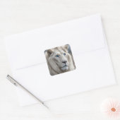 White Lion Vierkante Sticker (Envelop)