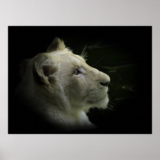 White Lion Wildlife Lion-Lover Poster (Voorkant)