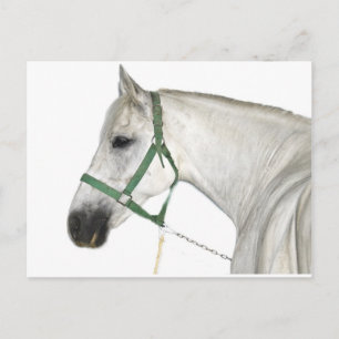 White Lipizzaner Horse Briefkaart