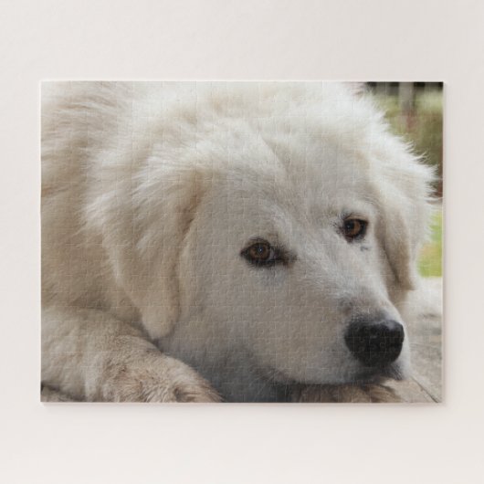 White Livestock Guardian Dog Jigzaag Puzzle Legpuzzel (Horizontaal)