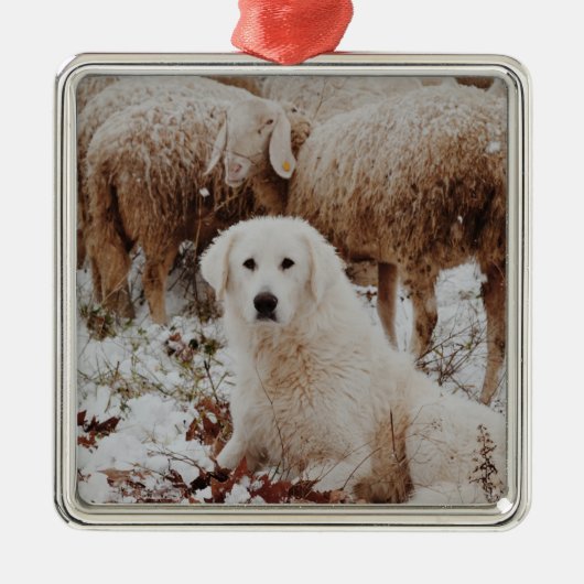 White Livestock Guardian Dog met Sheep Metalen Ornament (Voorkant)