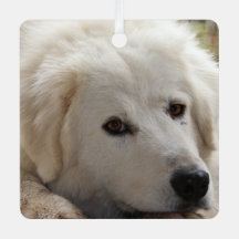 White Livestock Guardian Dog