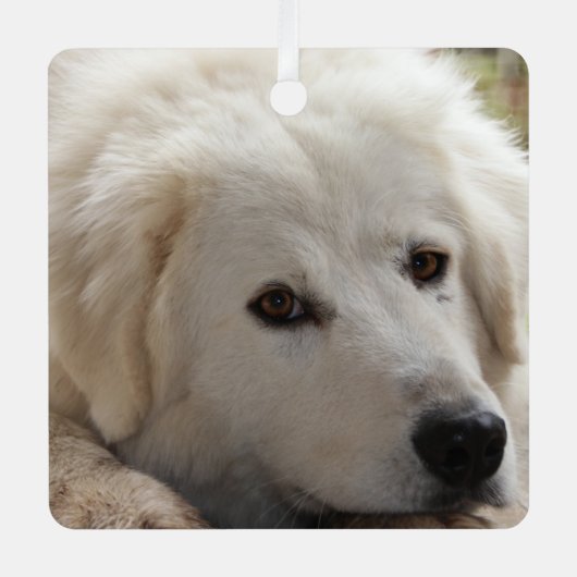 White Livestock Guardian Dog Metalen Ornament (Voorkant)