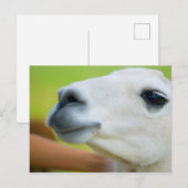 White Llama Briefkaart (Voorkant / Achterkant)