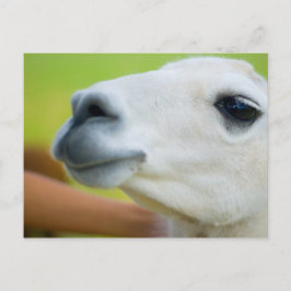 White Llama Briefkaart
