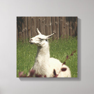 White Llama Canvas Afdruk