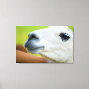 White Llama Canvas Afdruk