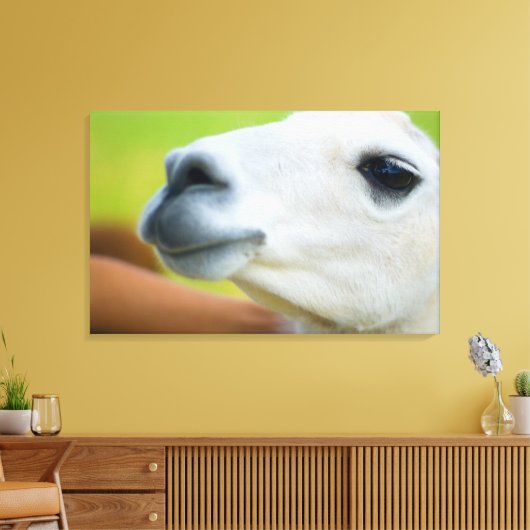 White Llama Canvas Afdruk (Insitu (Woonkamer))
