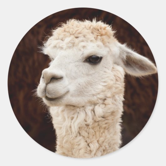 White Llama Ronde Sticker (Voorkant)