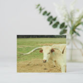 White Longhorn Briefkaart (Staand voorkant)