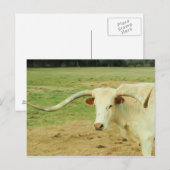 White Longhorn Briefkaart (Voorkant / Achterkant)